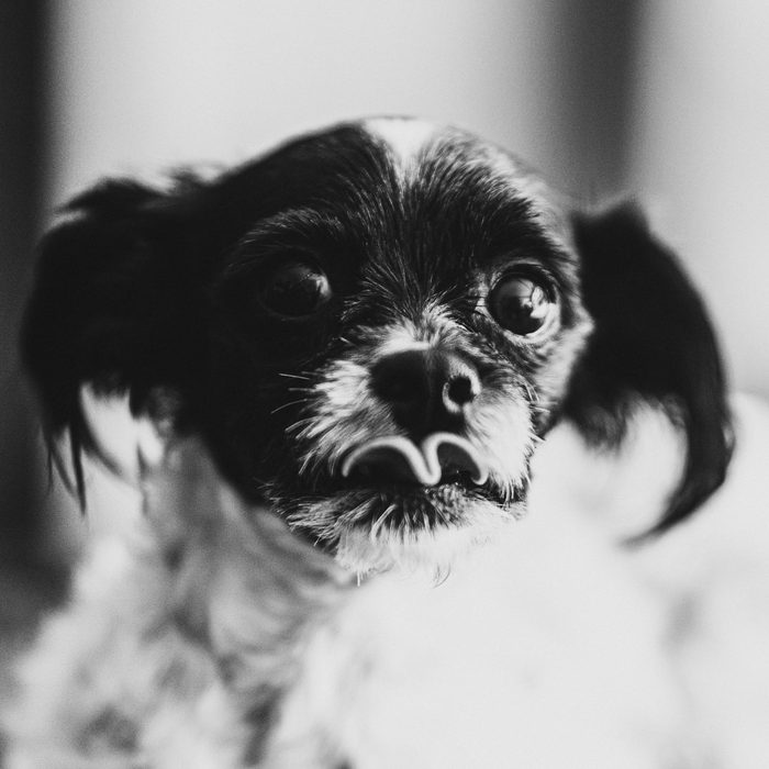 Pet Photography