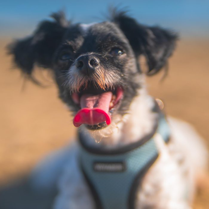 Pet Photography