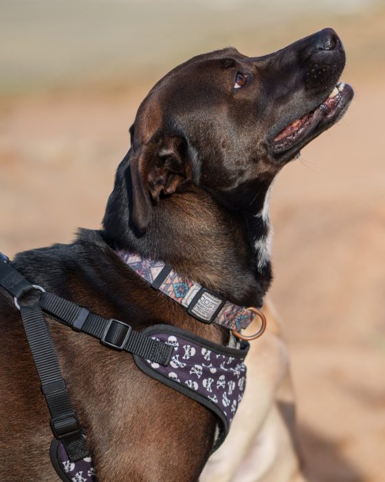 Pet Photography