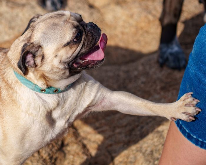 Pet Photography