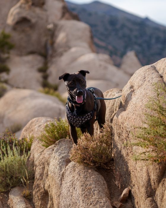 Pet Photography
