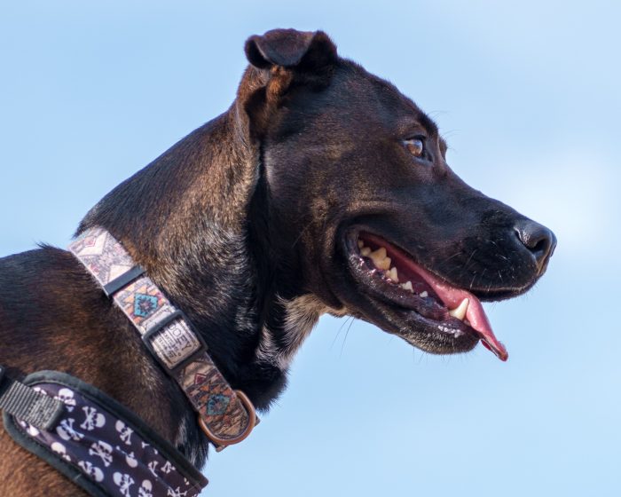 Pet Photography