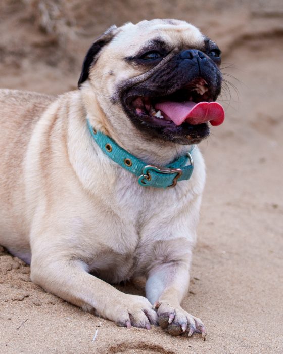 Pet Photography