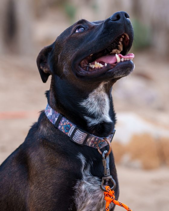 Pet Photography