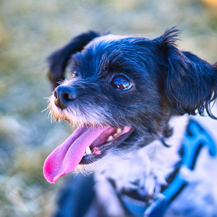 Pet Photography
