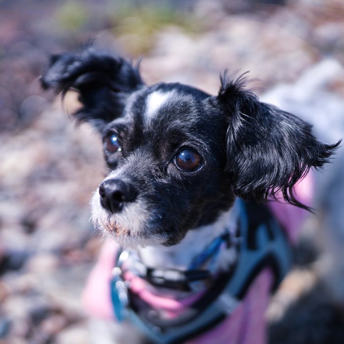 Pet Photography
