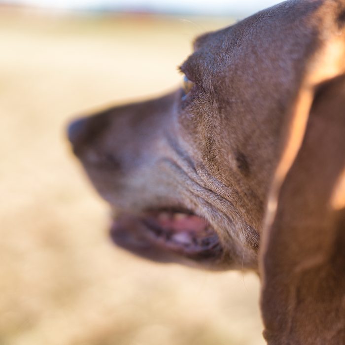 Pet Photography