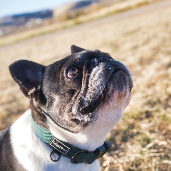 Pet Photography