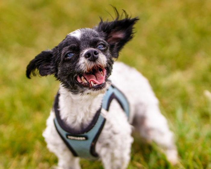 Pet Photography