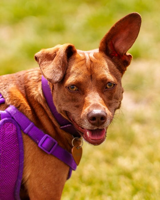 Pet Photography