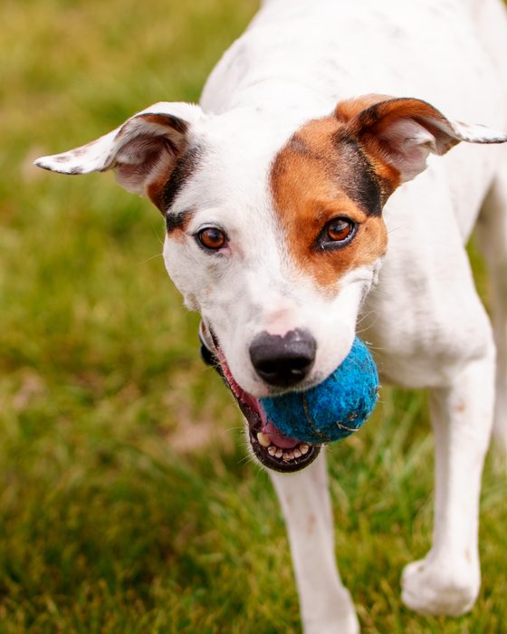 Pet Photography